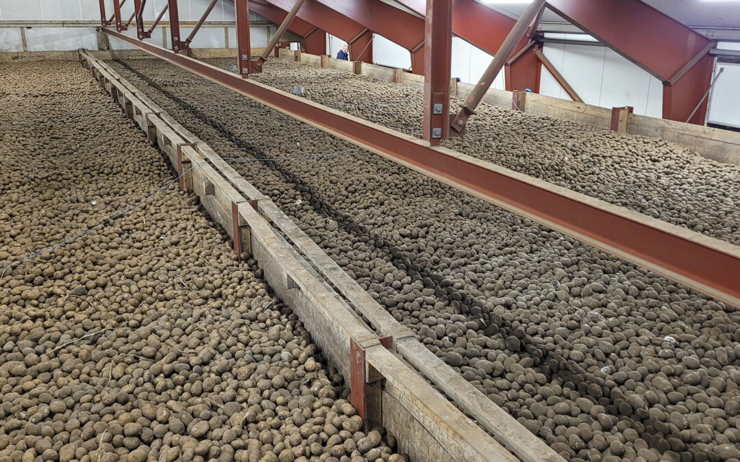 Slik produserer Klaus  chipspotet i Danmark