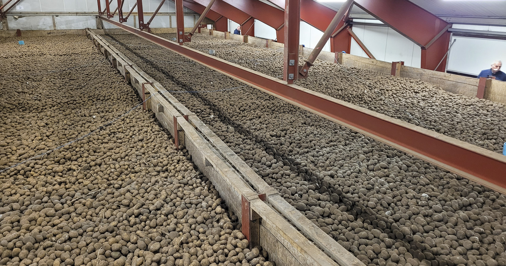 Danske dimensjoner: Et av de største potetlagrene de norske NLR-rådgiverne har sett. Selv den umiskjennelige Arne Vagle (i hjørnet t.h.) forsvinner nesten i mengden.