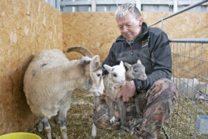 Kvalitetstid: Når jobben er gjort, hender det at bonden set seg ned i ein av bingane og berre observerer dyra sine.