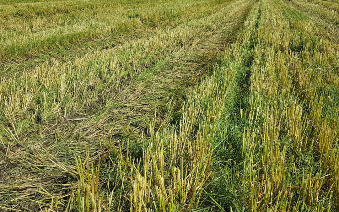 Grønnfôr, helgrøde eller ingen dekkvekst?