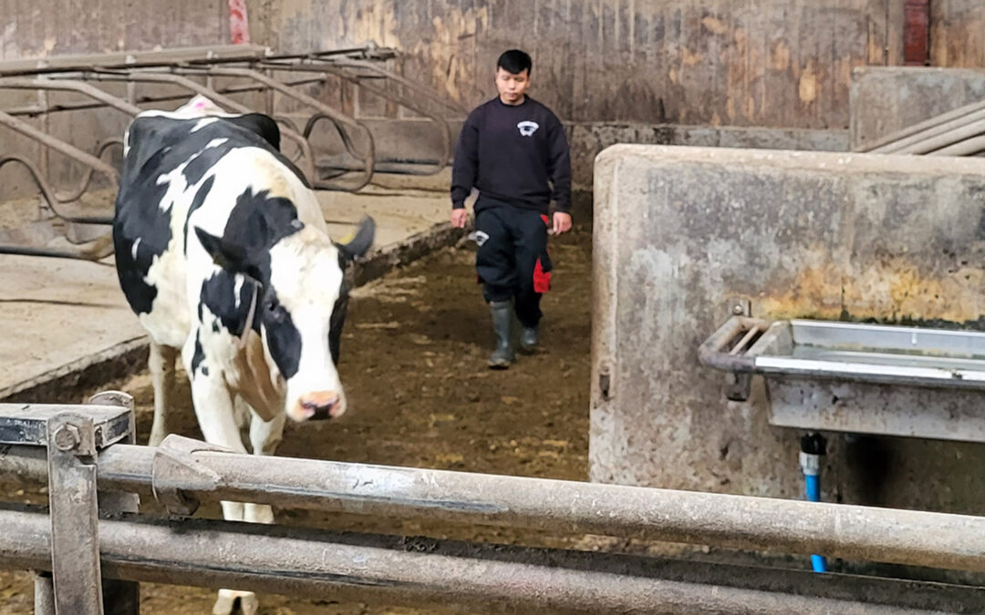 Slik flytter du ei ku