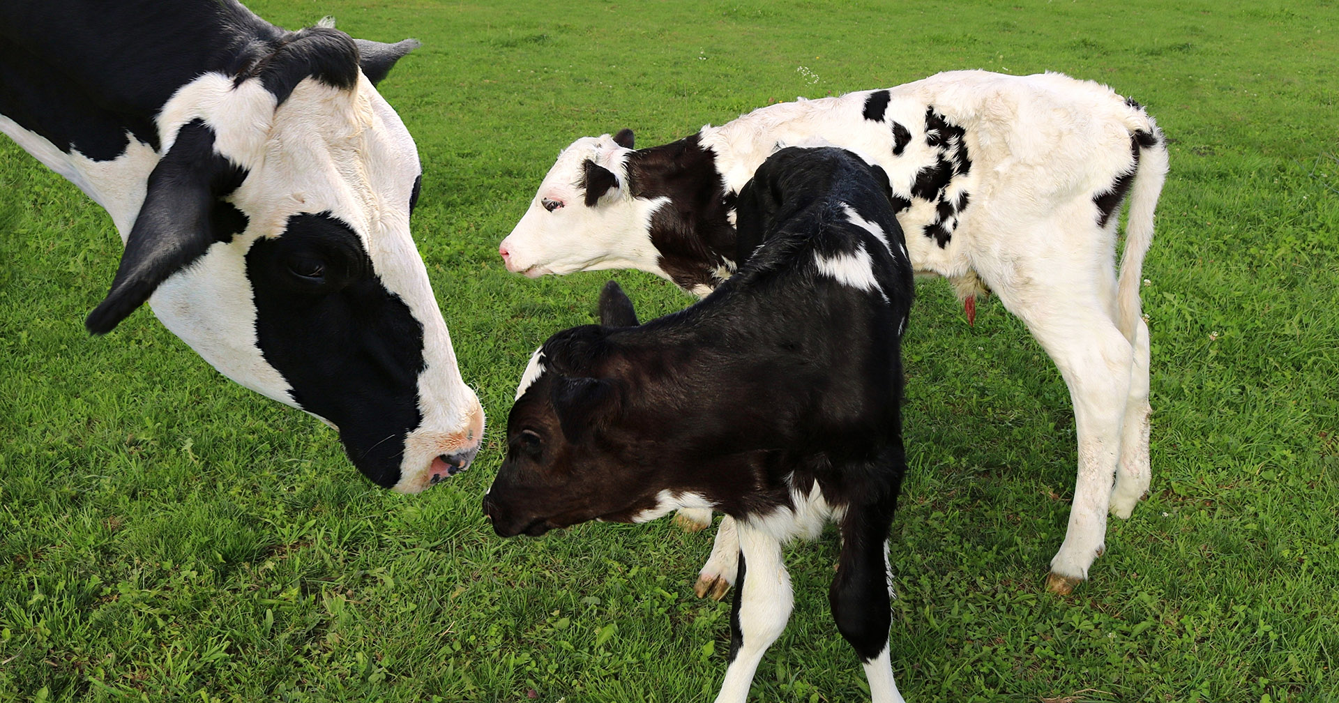 Ta kontrollen: Bruker du ultralyd, kan du sjå om kua er drektig med tvillingar. Kyr med tvillingar har kortare drektigheitlengde og bør sinast av ei til to veker tidlegare enn andre kyr. Og helst ha litt meir energi i sintida slik at ho ikkje mister hold. Foto: Istock/ Diane Kuhl