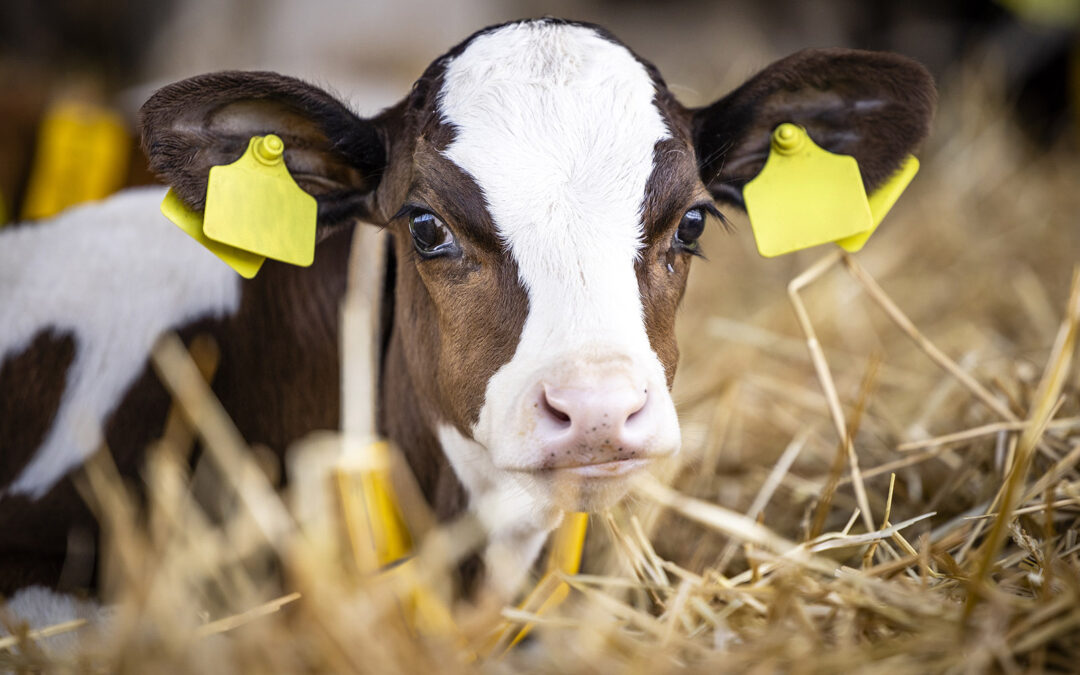 Kryptosporidiose hos kalv