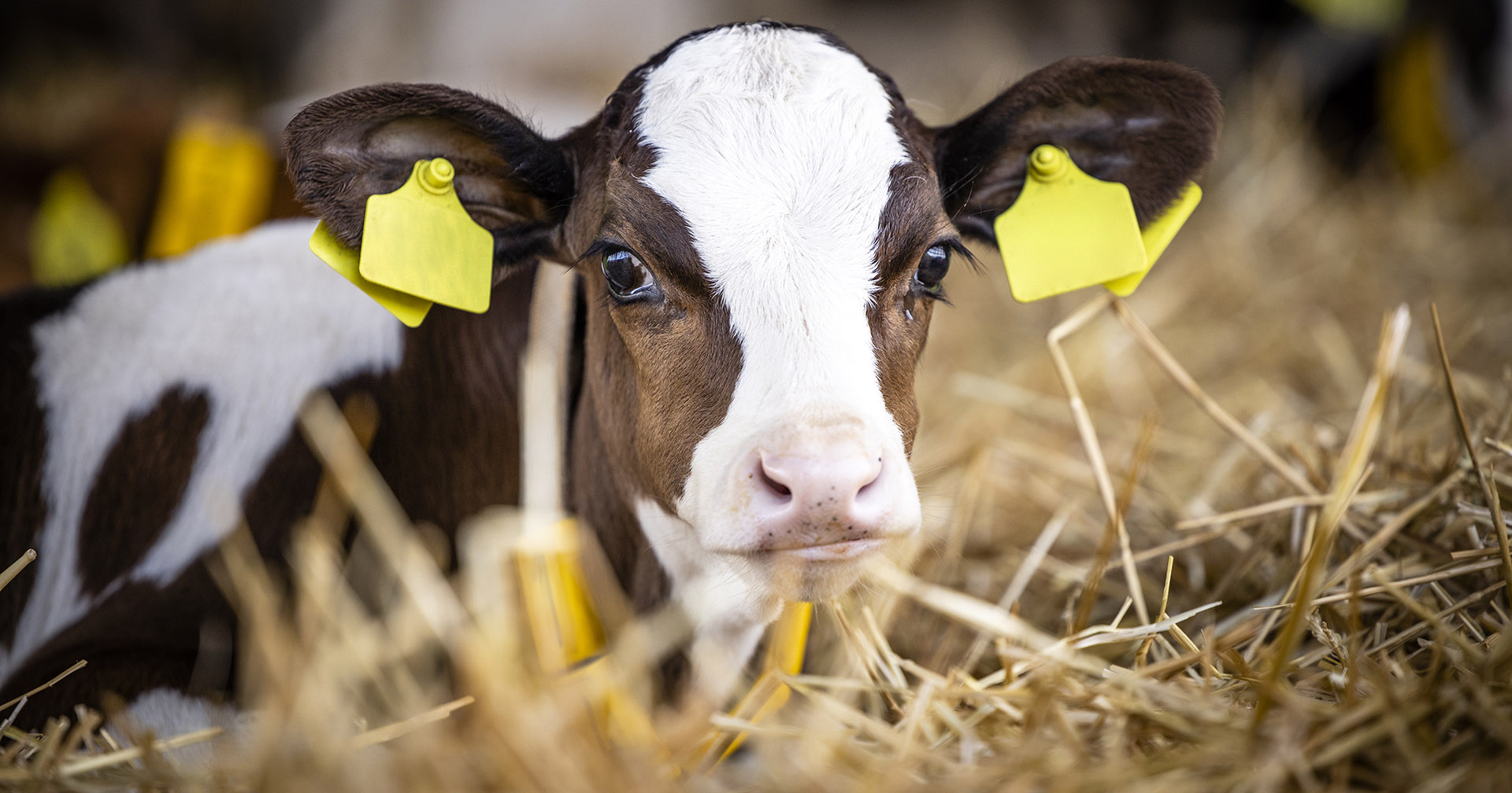Pass på: Mage -og tarmbetennelse hos kalv har store konsekvenser. I besetninger med kryptosporidiose blir ofte alle kalver smittet, men ikke alle blir syke. Vær obs på symptomer. Foto: Istock