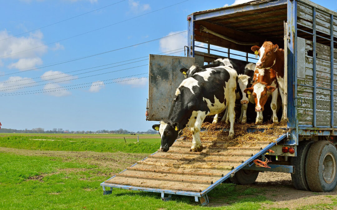 Rolig nå – det går for fort!