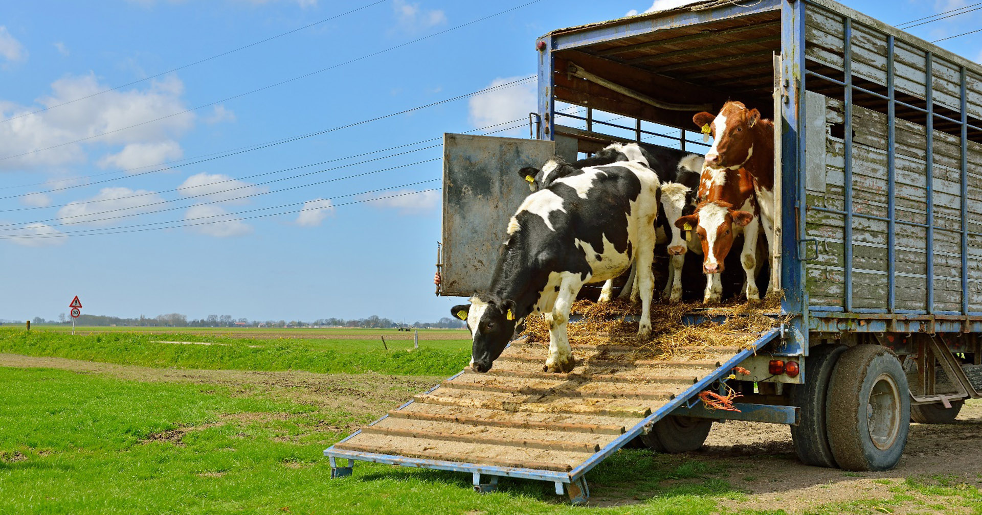 Et steg av gangen: Gi dyrene tid til å gå i eget tempo. Foto: Dreamstime