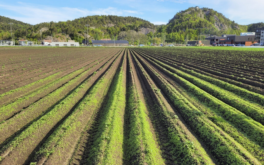 Ugrasbekjemping i potet
