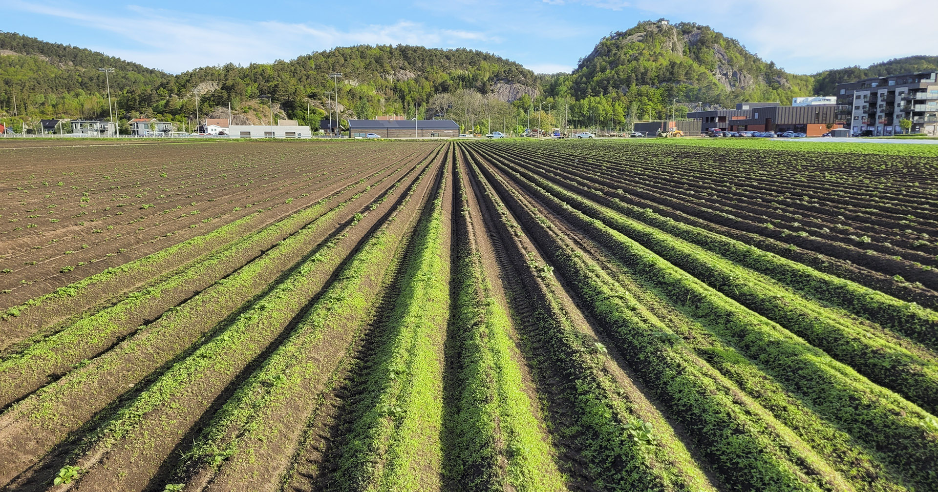 Sprøyting virker: Bonden har starta sprøyta og begynt å kjøre med det samme. De første meterne har det derfor bare kommet vann, og du ser at ugraset gror godt. Deretter har ugrasmiddelet nådd ned i dysene, og virkningen er god.