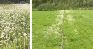 Hundekjeks spreier seg ofte frå kantar og inn i enga. Dersom slike kantar ikkje blir slått, så er det berre om våren, på eit tidleg utviklingsstadium, det er aktuelt med sprøyting.