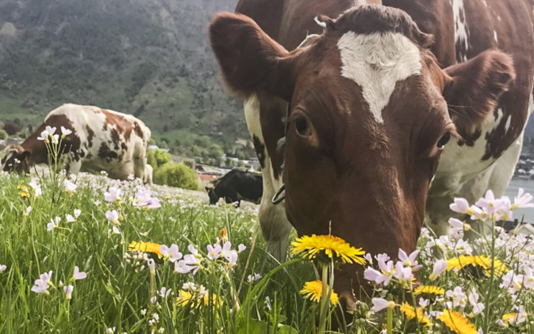 Beiting er kunst. Bli en beitekunstner.