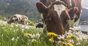 Snadder: Dyra liker litt krydder i maten, men ikke for mye. Foto: Bart van Gool