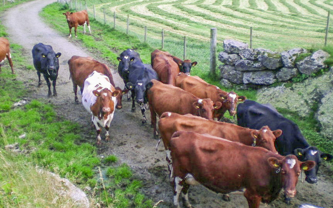 Scoring av kuas bevegelse