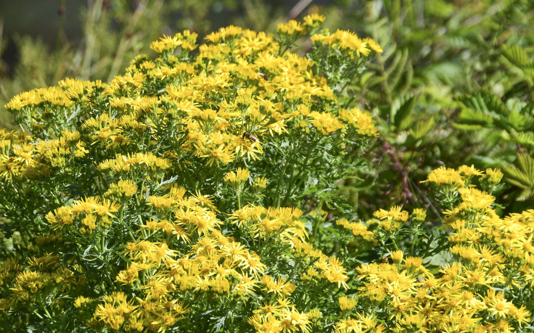 Kjemisk plantevern i eng