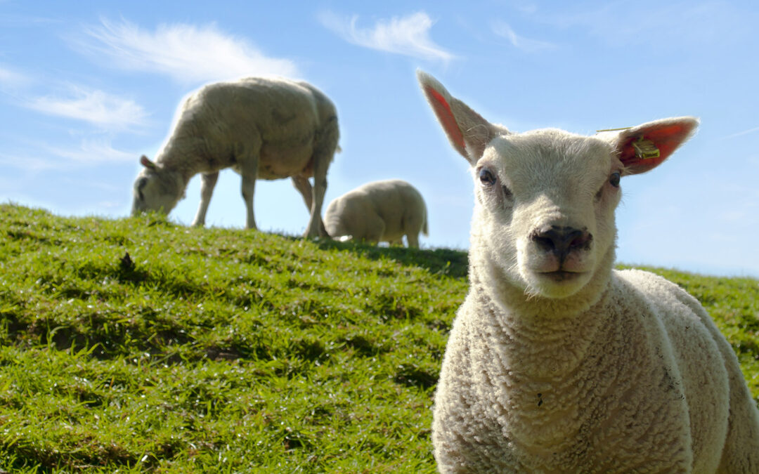 Overgangsfôring til beite