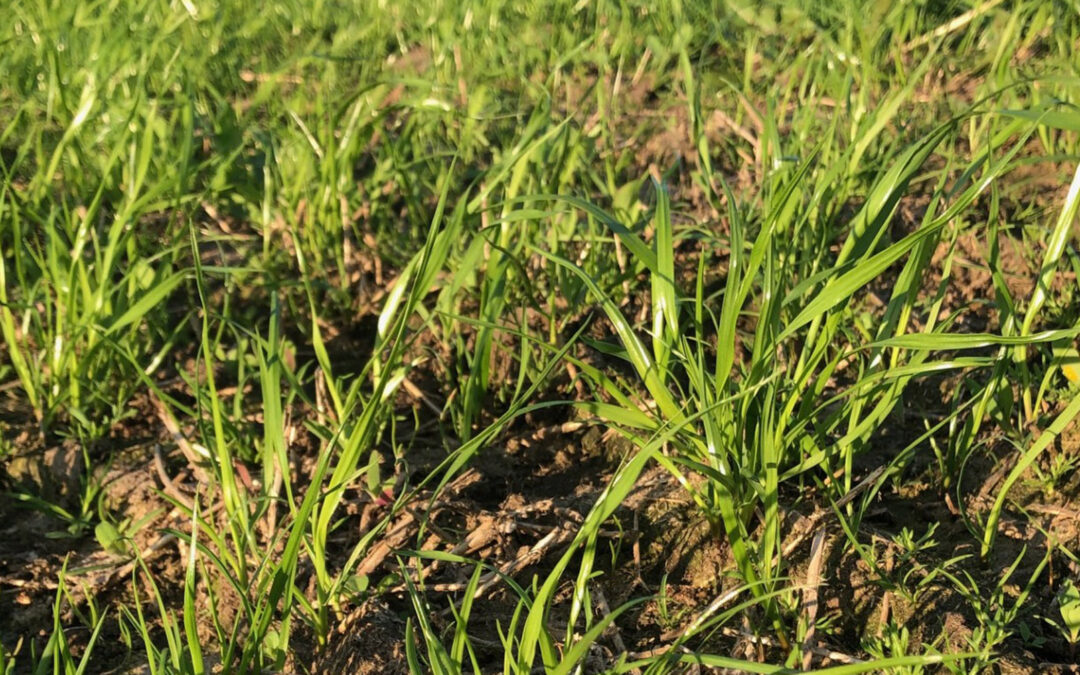 Nytt liv i den gamle enga