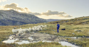 Rekreasjon og inntekt: Kristina og Ivar leiger seg ut til sankelag både i Hemsedal, på Hardangervidda, og lokalt. Dei får nytte hundane, sper på inntekta, og får vere på fjellet heile hausten. Her frå sanking av eigne dyr i Bordalsfjella. Foto: Privat.