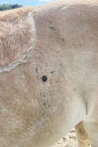 Test av type: Ein hest eg nyleg tok hårprøve av frå same stall som dyret på det andre biletet. Mistanke om ringorm. Og det er ofte slik det ser ut på hest.