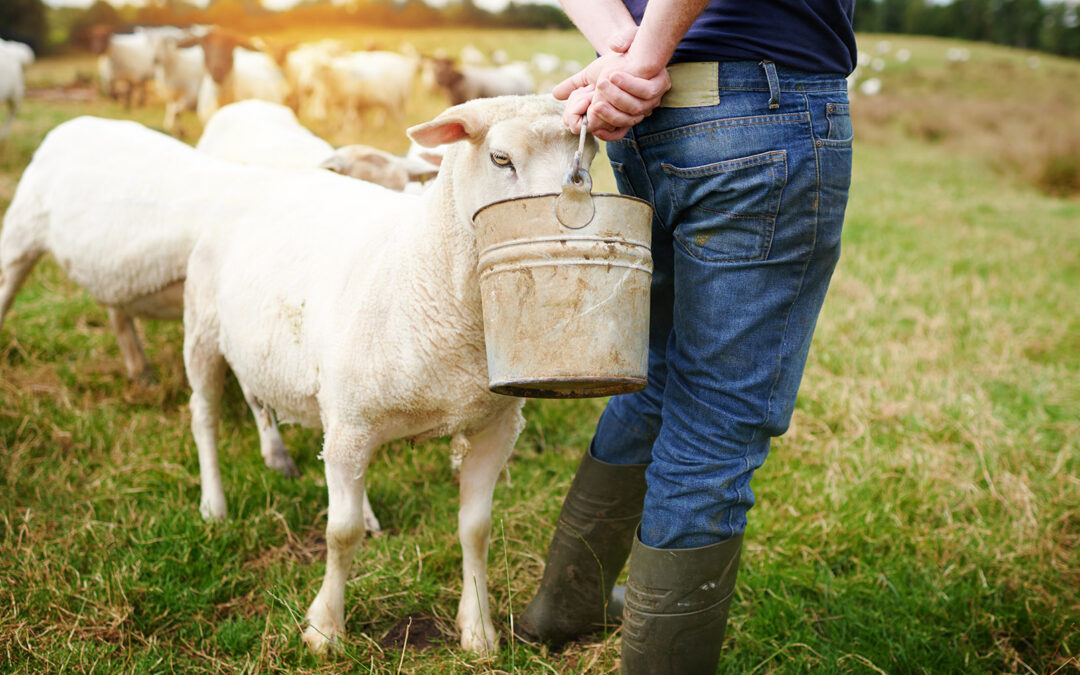 Bæ, bæ, bærekraft