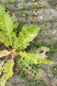 Etablert: Høymole spirt frå rot og frå frø. Her kan ein bruke Gratil ved sprøyting.