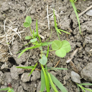 Kløverplante med varige blad: Vi ser framleis spadebladet som kjem opp etter dei to frøblada