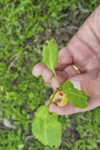 Vekk med’an: Ung høymoleplante. Spirt frå frø.