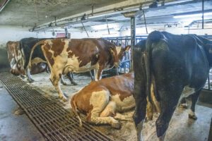 Akkurat passe: Med åtte kyr på bås, 150 vinterfôra sau, og isproduksjon, har Åse Bente ein kvardag ho kan leve med og av.