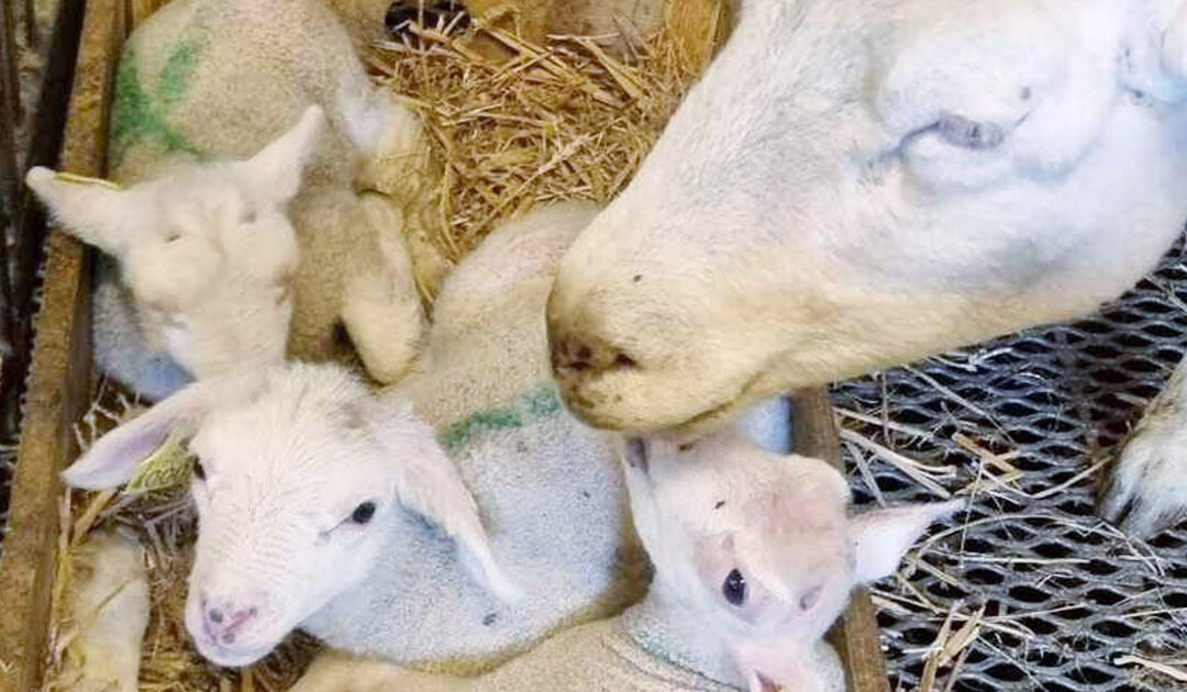 Noko å tenka på etter lemming