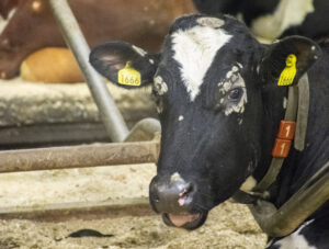 Ringorm på storfe: Storfe har den mest alvorlege varianten av ringorm. Dyra får hårlause runde flekkar i huda. Foto: Liv Kristin Sola