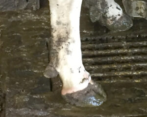 8. Hvorfor har kua rød, irritert hud foran i klauvspalten og bak ved ballen?