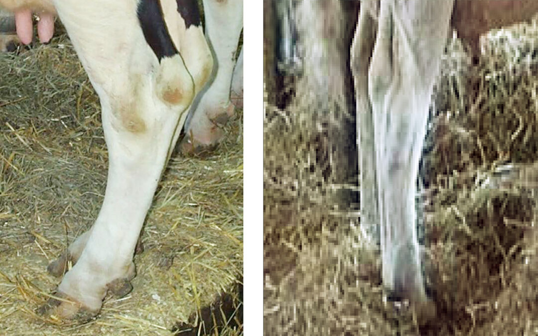 Verdien av ’pene ben’