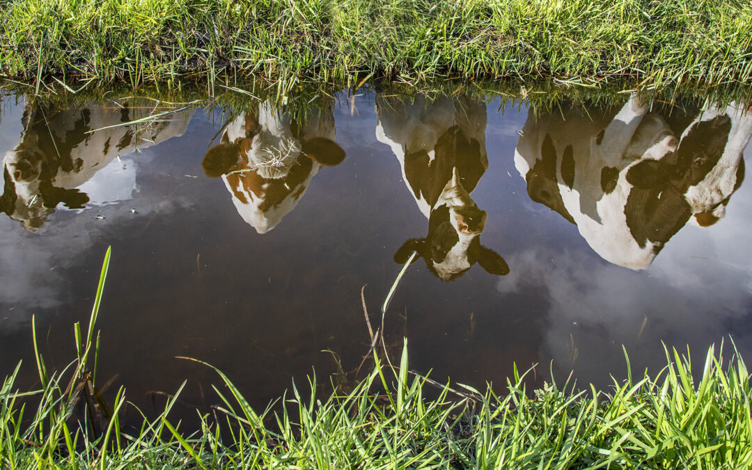 Nye gjødselreglar: Rogaland vil ha to års utsetting