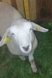 Friskmeldt?: Nei, lammet er ikkje frisk­meldt, men etter to dagar inne er endringa tydeleg. Hevelsen er ikkje heilt borte, men redusert. Øyrene heng framleis ned, men er ikkje lengre tjukke og varme. Lammet har kontroll på rørslene sine og er tydeleg rastlaus.