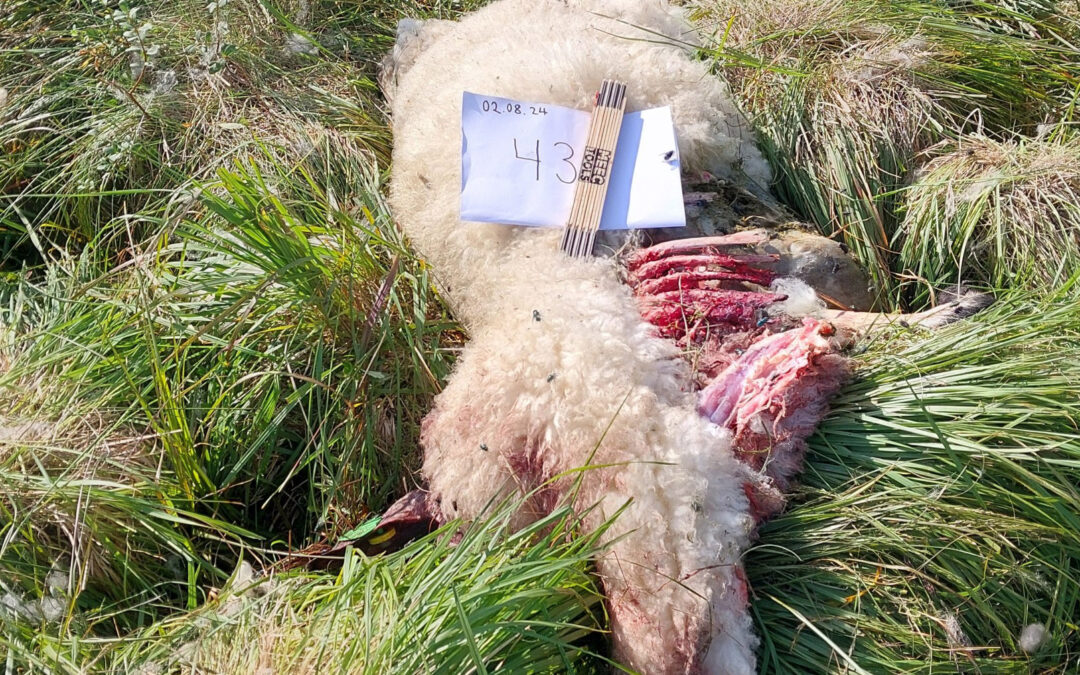 Meiner rovdyrhandteringa er ute av kontroll