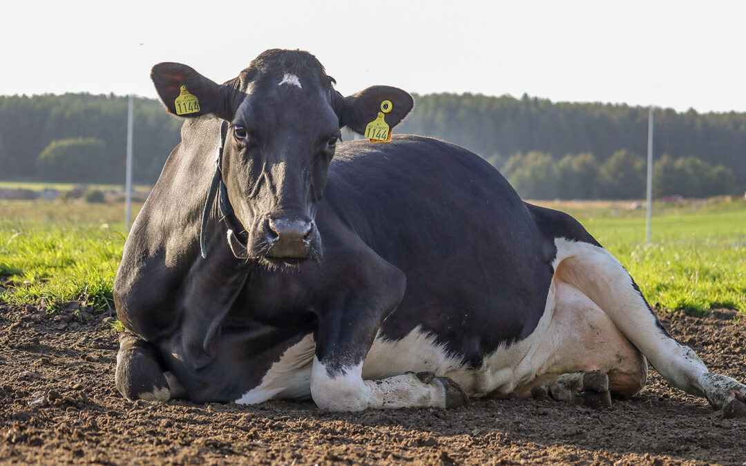 Cess har levert 102.631 kilo EKM