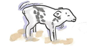 Liten og pjusk: Kalvens kroppsspråk signaliserer tydelig at den har det dårlig. Illustrasjon: Claus Bekker Jensen