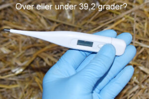 Ta tempen’: Måler du kalvens temperatur, kommer du lenger i å finne ut av årsaken til at den ikke drikker. Foto: Fruerlund Farm Management