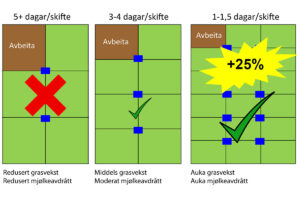 Strategien avgjer: Nytt skifte kvar dag og kvile mellom kvar avbeiting er viktig for eit høgt og stabilt utbytte på beitet. Irske forsøk har vist at med ein slik strategi kan du auke avlinga med 25 prosent. Figur: Hans Lund/Kvægkongressen 2024.