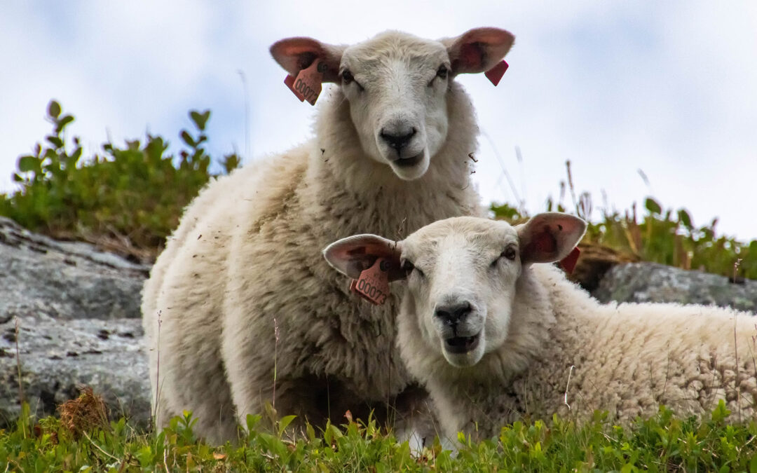 Blåtunge: Stadig nye utbrudd i Europa