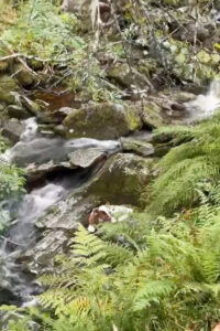 Elv-dåp: Ikkje før var kalven fødd, før han ramla ned ein fjellskrent og vart liggjande i elva. Mora gav han tilsynelatande opp, men etter ein ny leiteaksjon fann dei kalven, i live og uskadd, og vel verdig namnet Eilev! Foto: Privat