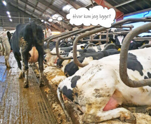 På uproduktiv vent: Det må være minimum én liggeplass til hver ku i gruppen. Denne nykalveren har ikke mulighet til å kjempe seg fram til en plass og velger derfor bare å stå der. Foto: Lean Farming ®