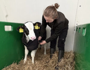 Kalv får dekken på: Et tørt og rent dekken holder kalven varm slik at den kan bruke energien til å vokse. Foto: Fruerlund Farm Management