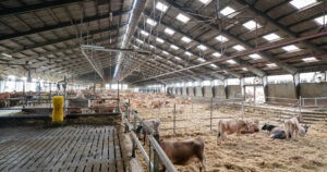 Gruppering: Kuflokken blir gruppert slik: nykalva kyr, førstekalvarar og eldre i kvar si gruppe. Sinkyr er delt i to grupper; far-off og close-ut. Foto: VikingDanmark.