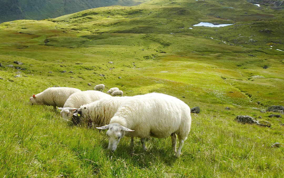 Mykje fôr i Vossafjell