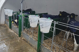 Det finnes bokser med skillevegger mellom. Skilleveggen kan fjernes etter den første uken slik at kalvene kan være sammen to og to. Foto: Fruerlund Farm Management