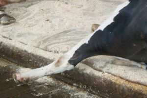 Feil: Er det en feil at denne kua har skader ved kronranden og på hasen? Ja, det er det. Det skal være en årsak, og kanskje er det feil type strø? Det er for svinn å regne om det er skader på dyrene, noe som går ut over både velferd og økonomi.