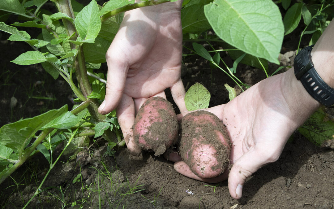 Arrangerer stormøte om mat og beredskap
