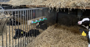 Narresmokk: Narresmokker gir velferd for kalvene og forhindrer at de suger på hverandre. Foto: Lean Farming®