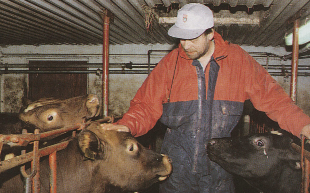 Ei kort historie om antibiotika i mjølkeproduksjonen