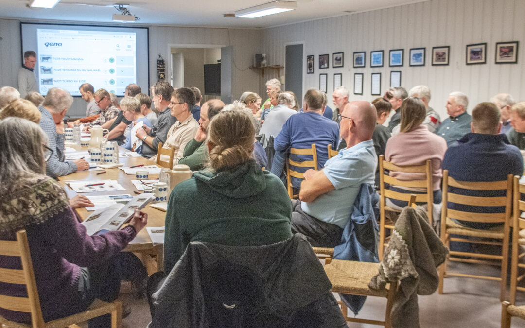 På leit etter den beste oksen