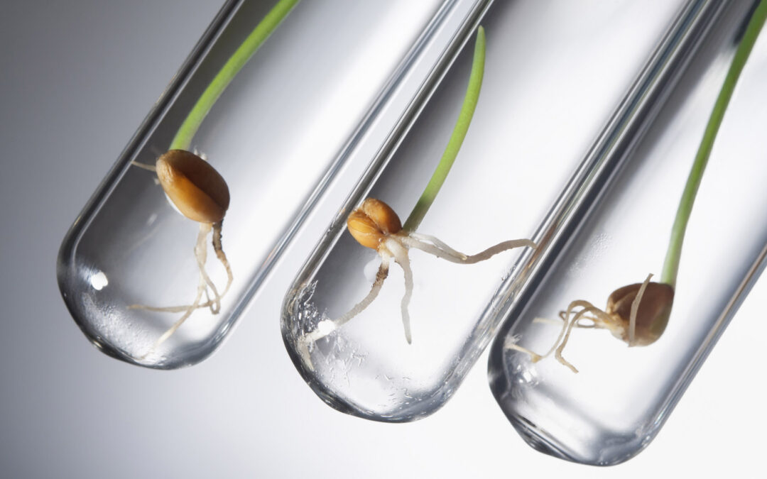 Betre frø i ein fei